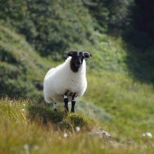 How To Care For Wool - Lamb on Mull