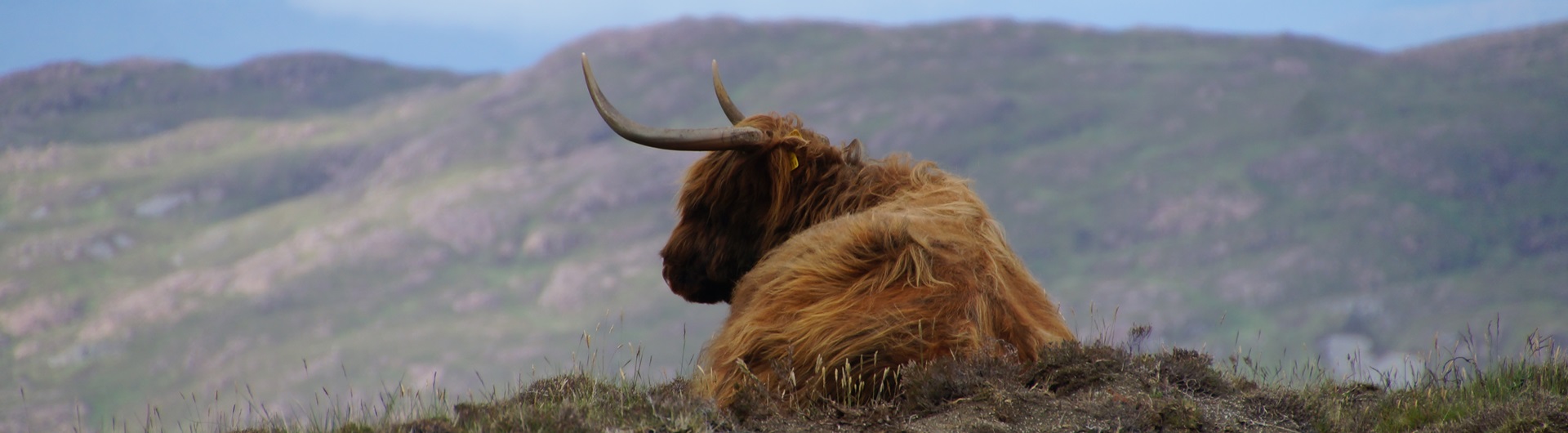 Landscape-Highland-Cow-Header